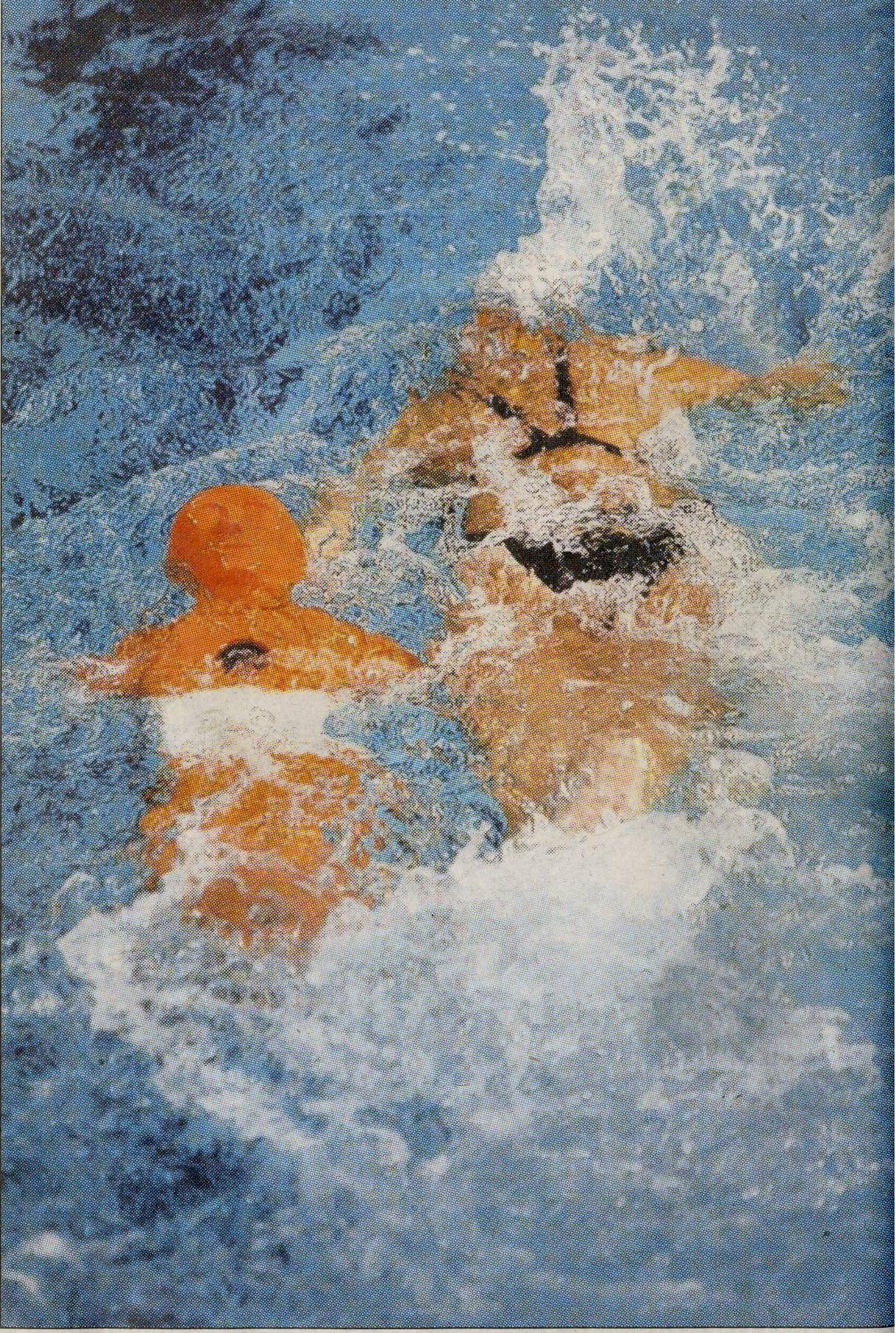 Zwemsters van de Nederlandse ploeg bezig met de 4 x 50 meter zwemmen met pop. foto Jurriaan Balke