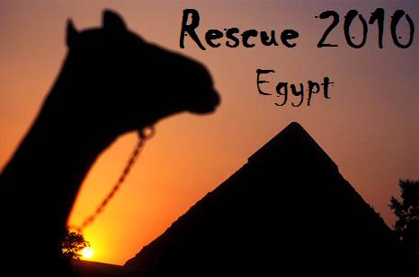 rescue-2010-egypt-huisje-boompje-beesje